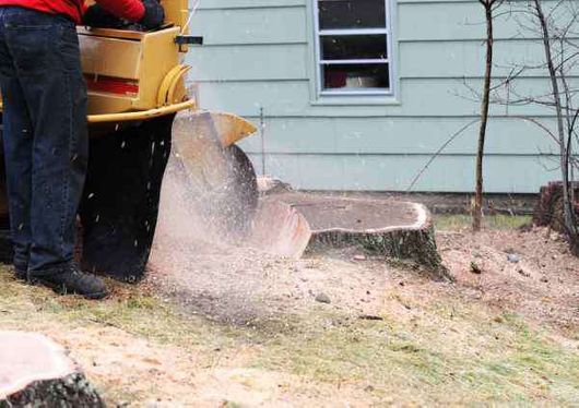 stump grinding with the help of machine 